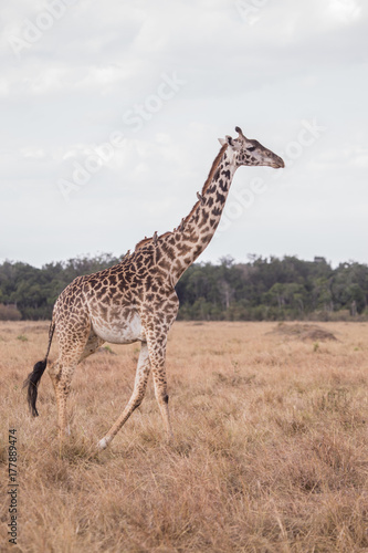 Giraffes in masai mara in kenya africa