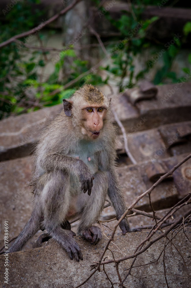 Fototapeta premium Young monkey climbing on concrete