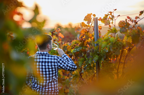 Man tasting white wine in a vineyard at sunset. Looking from behind.