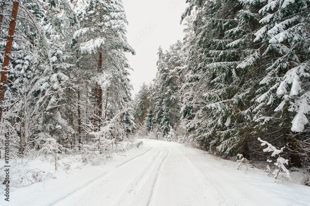 Fototapeta premium Winter forest