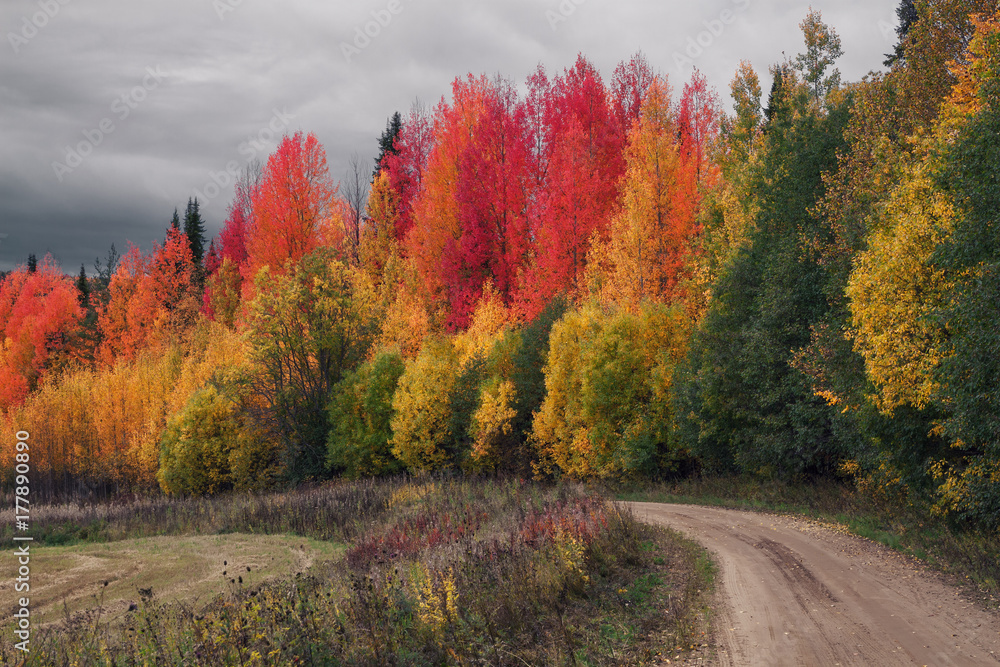 autumn woods with colorful foliage stands along a rural road