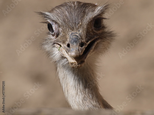 Ostrich looking close up into the camera