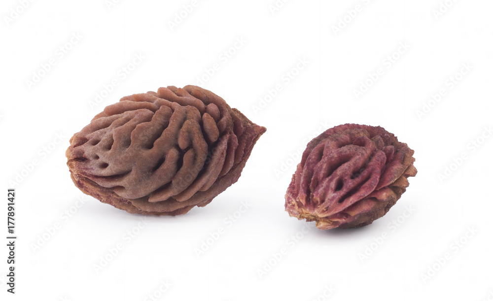 Bones of peaches on a white background Bones of peaches on a white background