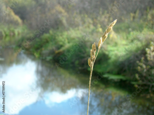Wallpaper Mural Spikelets closeup Torontodigital.ca