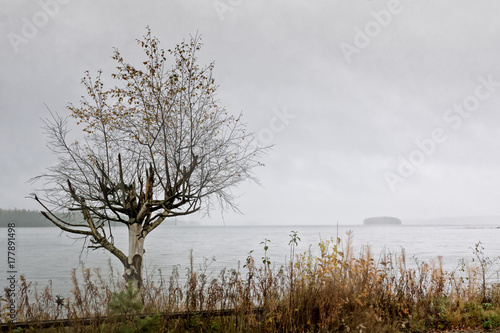 Wallpaper Mural Birch Tree And An Island Torontodigital.ca