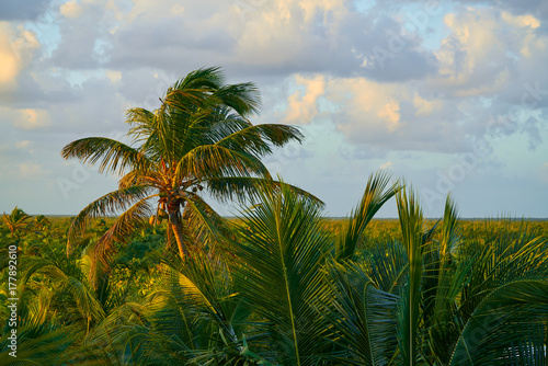 Mahahual Caribbean palm trees jungle