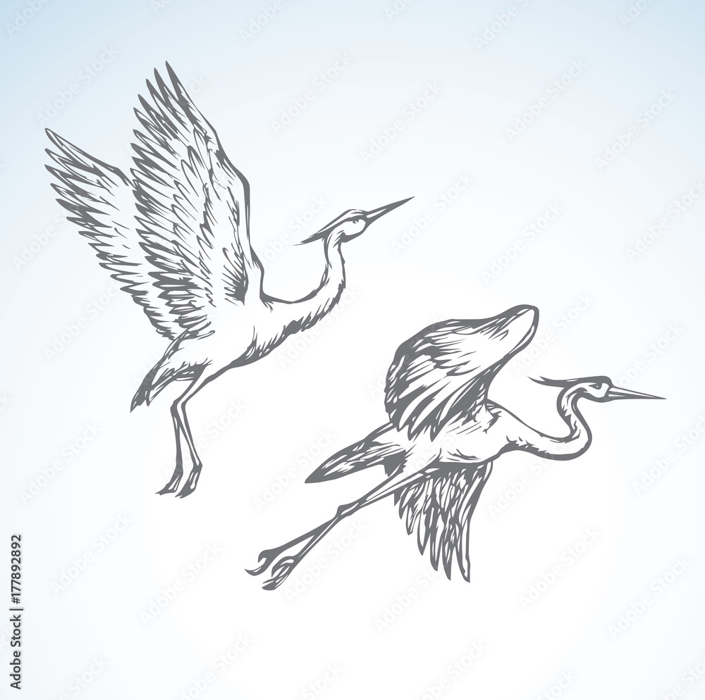 Obraz premium Stork. Vector drawing