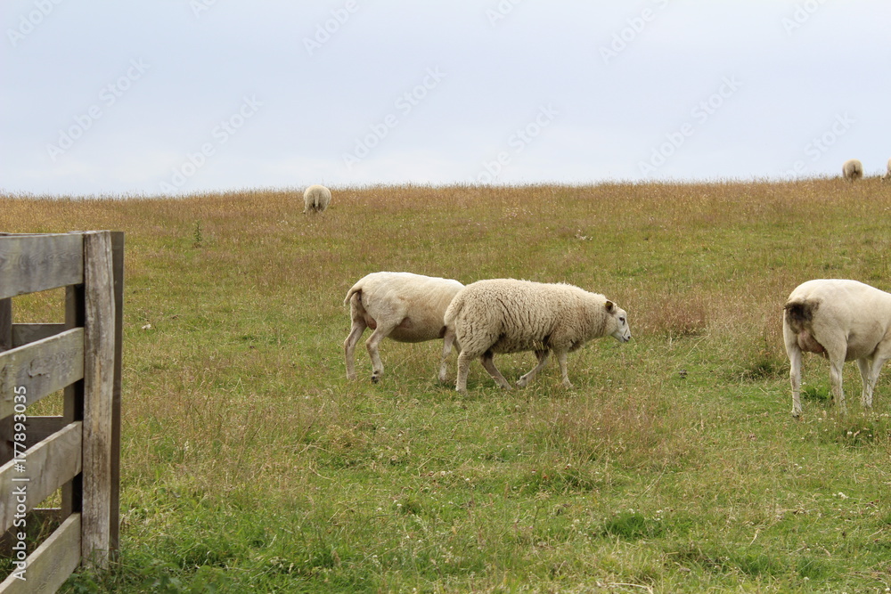 Obraz premium The beautiful Danish landscape