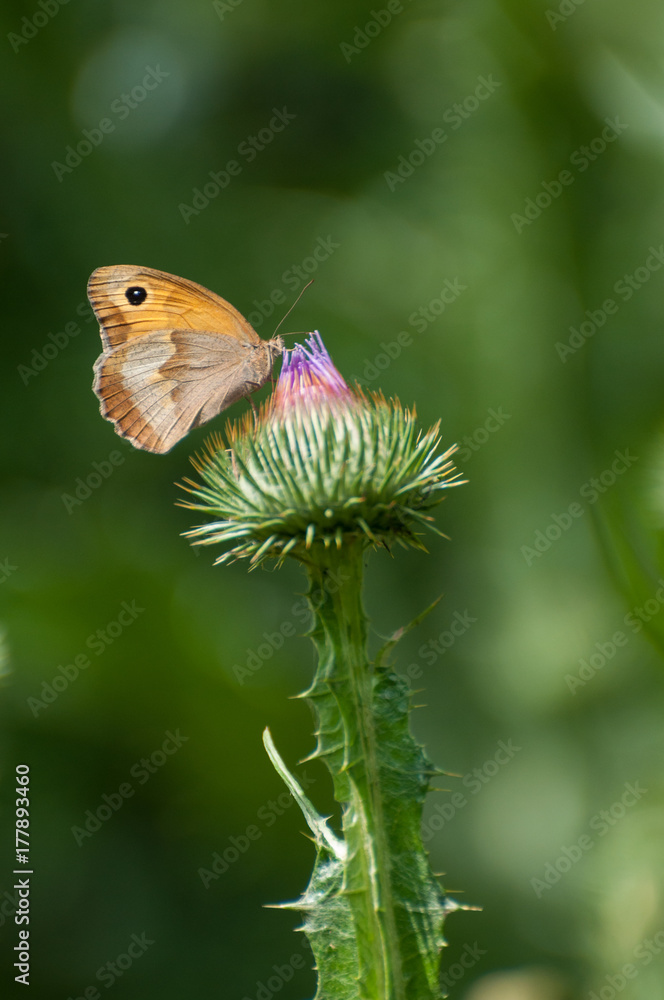 Obraz premium butterfly visiting a blooming thistle