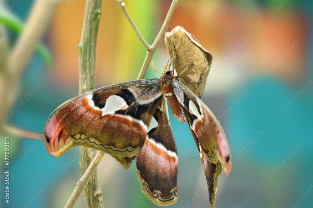 Obraz premium Attacus Atlas moth. Beautiful big butterfly