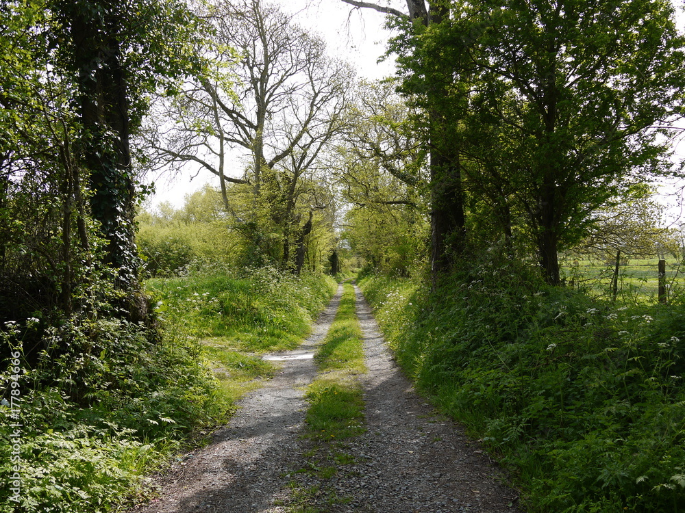 Fototapeta premium Chemin de Normandie