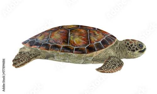 Sea Turtle Isolated
