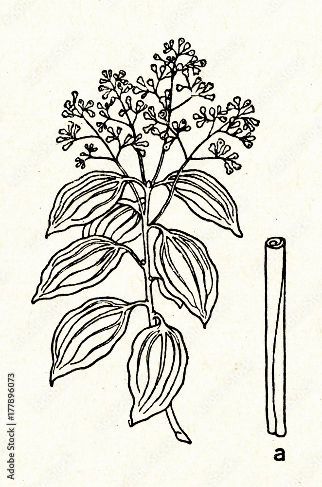 True cinnamon tree (Cinnamomum verum) Stock Illustration Adobe Stock