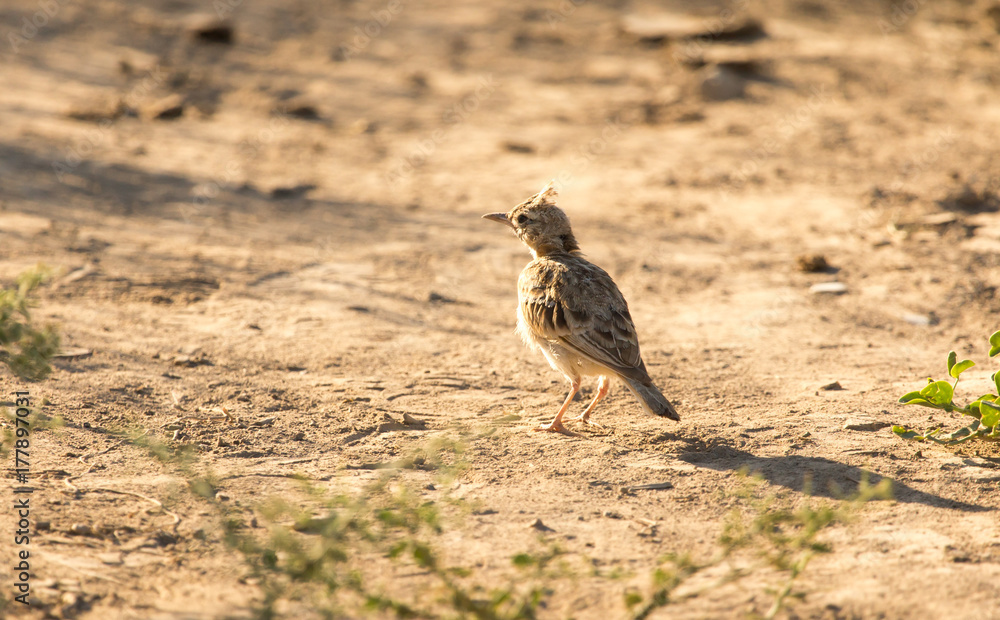 a little bird on the ground in nature a little bird on the ground in nature