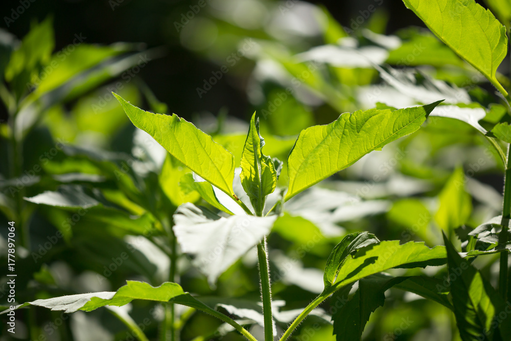 green leaves of Jerusalem artichoke in the garden green leaves of Jerusalem artichoke in the garden