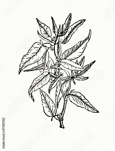 Jute plant (Corchorus olitorius) photo