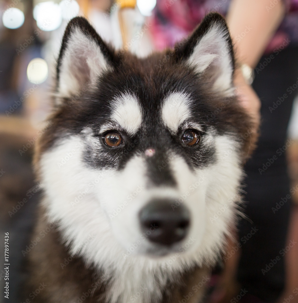 a portrait of a Husky dog a portrait of a Husky dog
