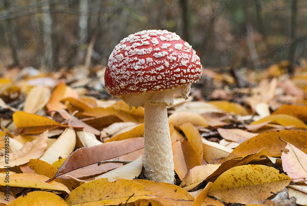 Red fly agaric among the yellow autumn leaves Red fly agaric among the yellow autumn leaves
