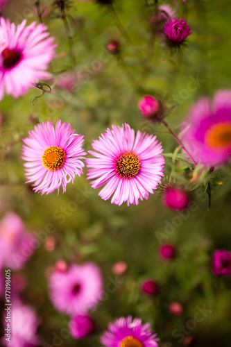 beautiful violet flower in nature © schankz