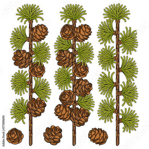 Set of color images of larch and cones. Isolated vector objects on white background.