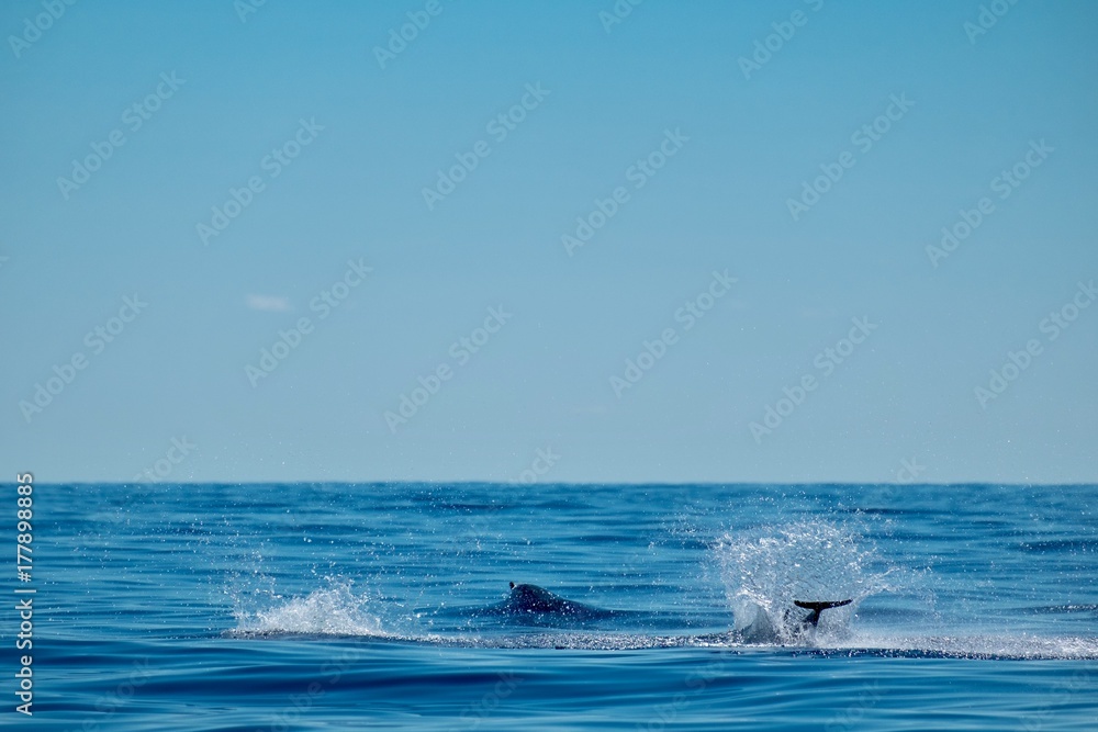 Fototapeta premium Striped dolphins near to Pico Island Azores 