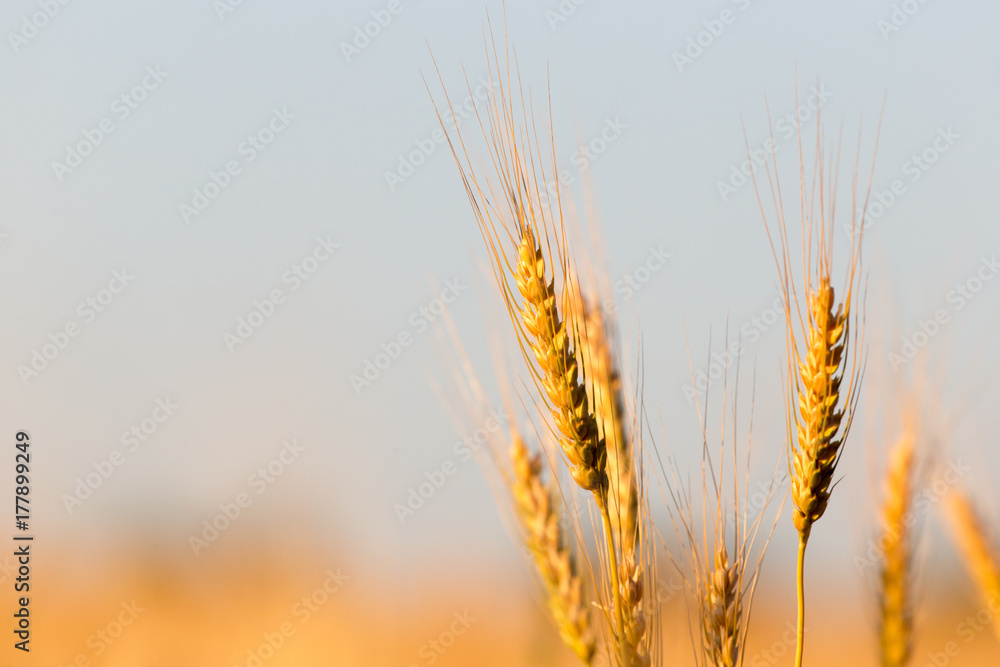 yellow ears of wheat at sunset in nature yellow ears of wheat at sunset in nature