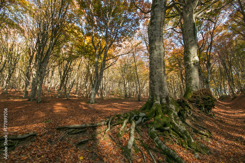 Radici giganti dei faggi photo