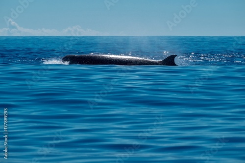 A northern bottlenose whale surfacing near to Pico Island in the Azores. © Charlotte