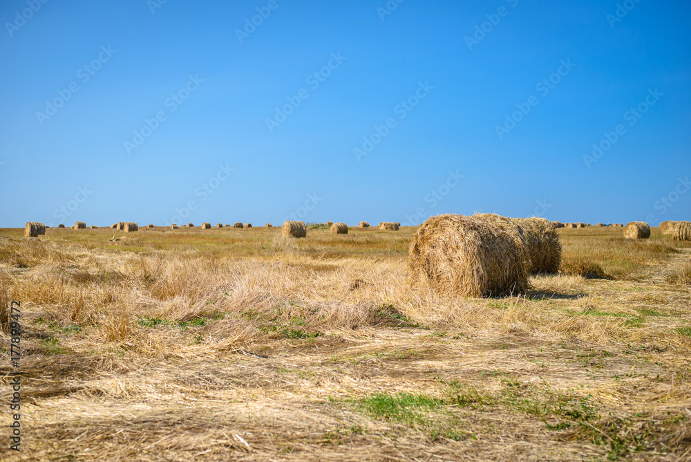 Haystacks in a field