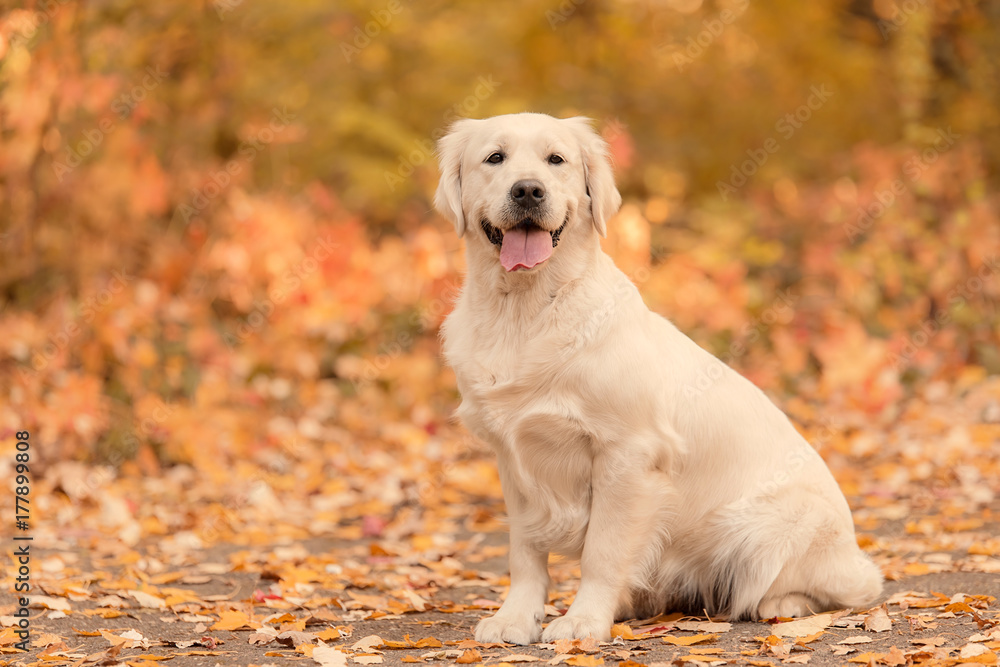 Beautiful golden retriever dog in the nature Beautiful golden retriever dog in the nature