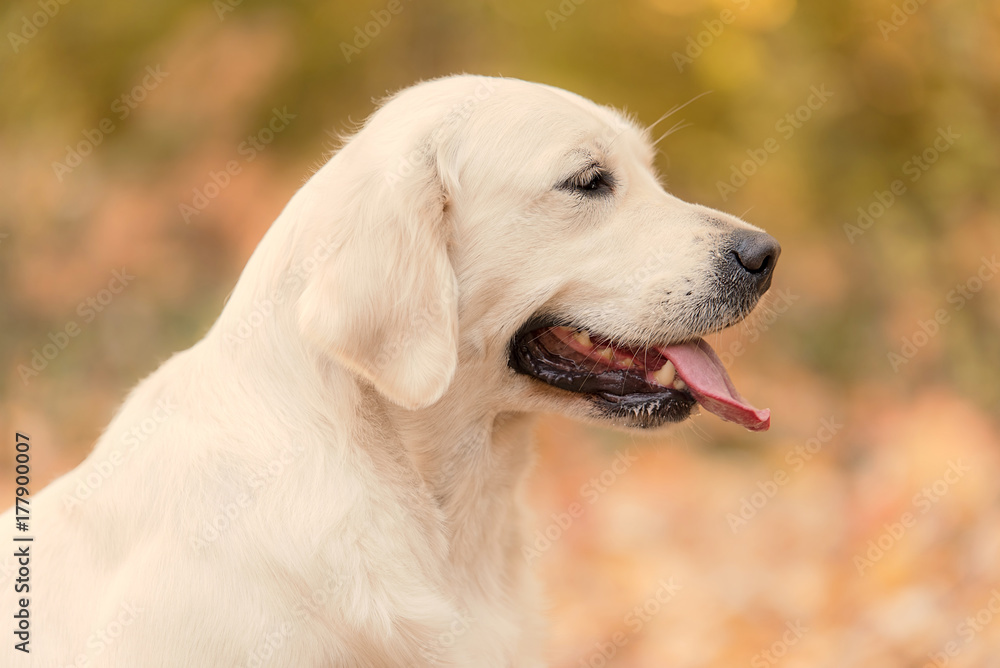 Beautiful golden retriever dog in the nature Beautiful golden retriever dog in the nature