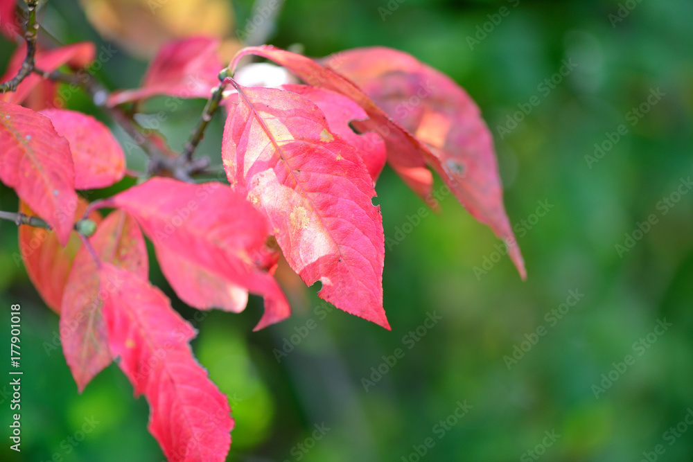 Beautiful autumn background is with the sprig of spindle tree (Euonymus europaeus)