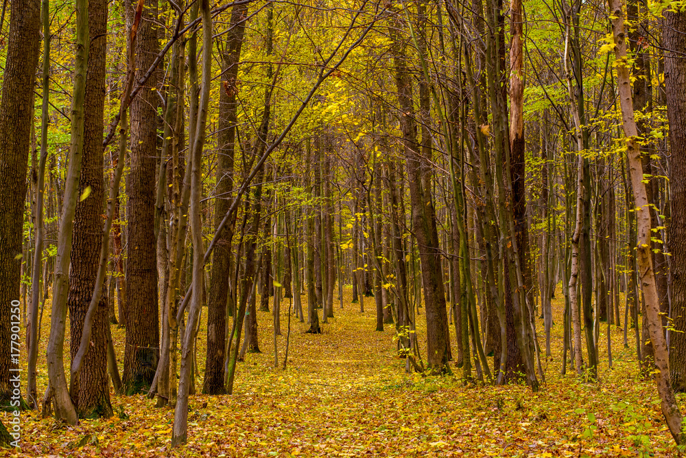 Photo of orange autumn forest with leaves and road Photo of orange autumn forest with leaves and road