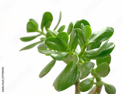 Geldbaum  Crassula ovata  Pfennigbaum