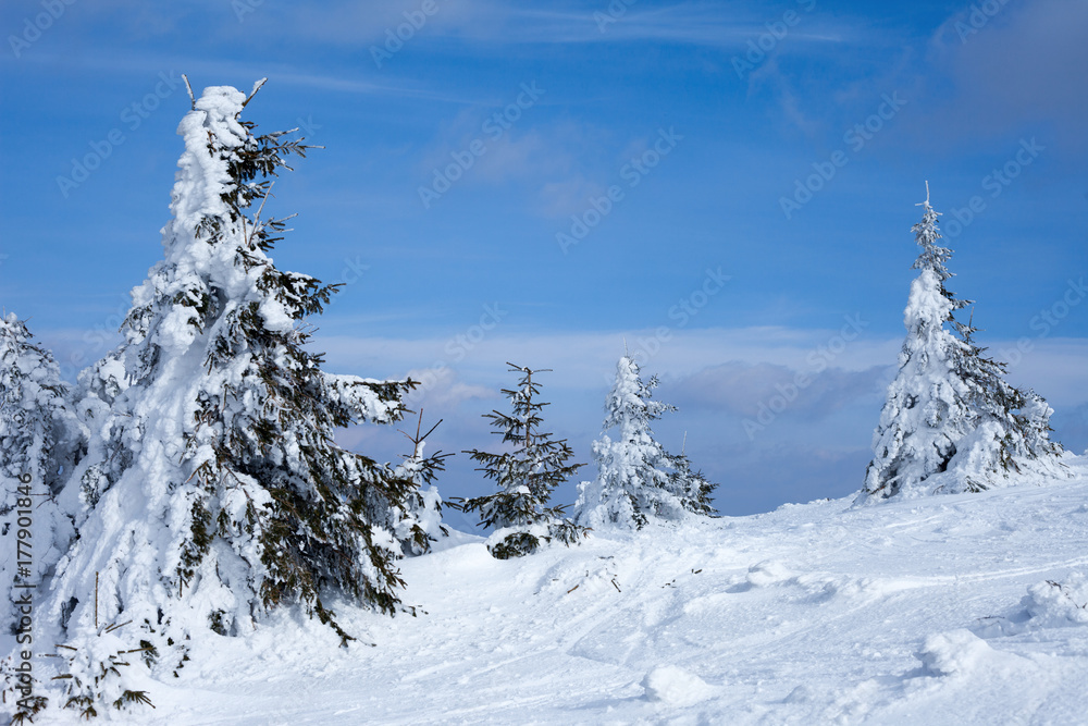 Snowy mountain with fir trees in winter time.Ski resort, Kopaonik,Serbia