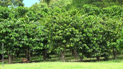 Chicken brood at the Coffee plantation (Coffea arabica). Kona District, Hawaii, USA photo