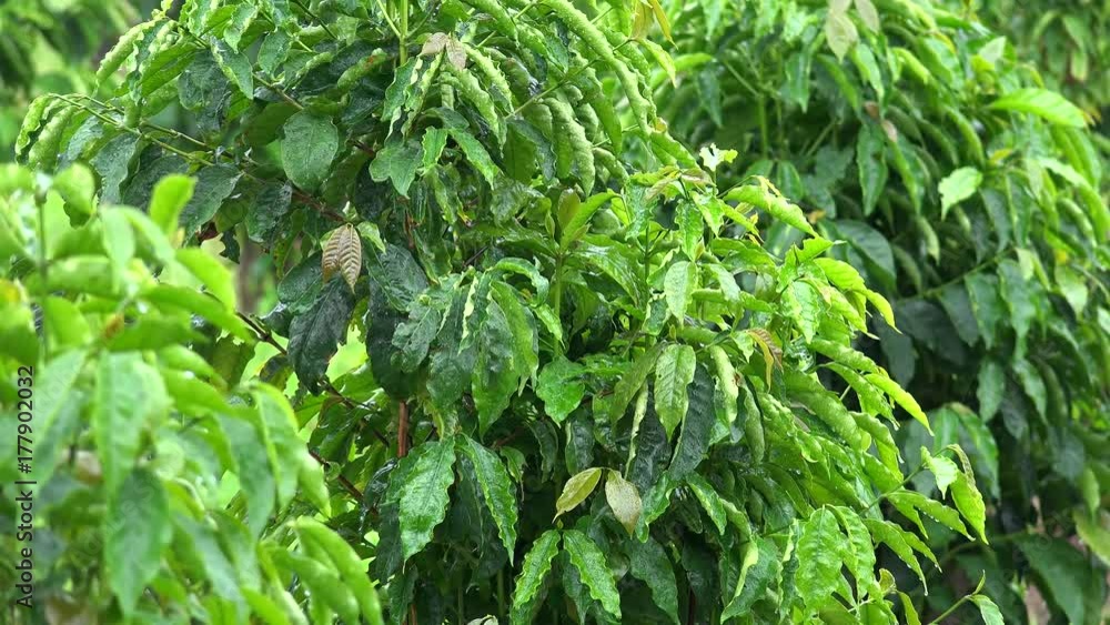 Leaves of Coffea arabica at rain. Kona District, Hawaii, USA Leaves of Coffea arabica at rain. Kona District, Hawaii, USA
