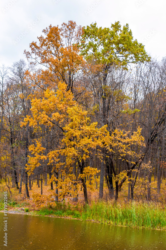 Photo of orange autumn forest with leaves near the lake