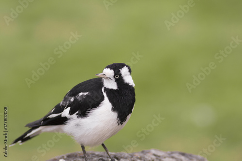 Bird with Blurry background 