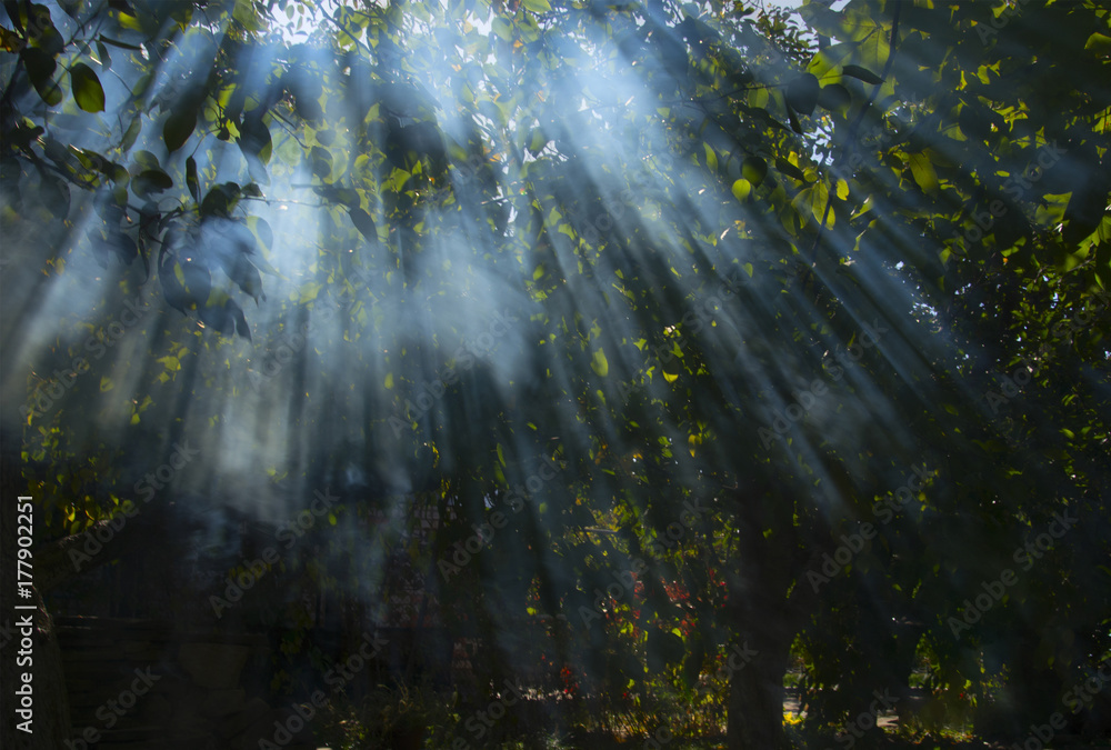 the sun's rays through the smoke in the woods