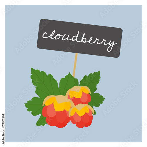 Vector Fruit - Cloudberry