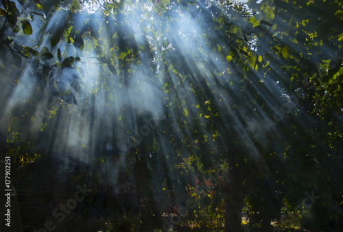 the sun's rays through the smoke in the woods