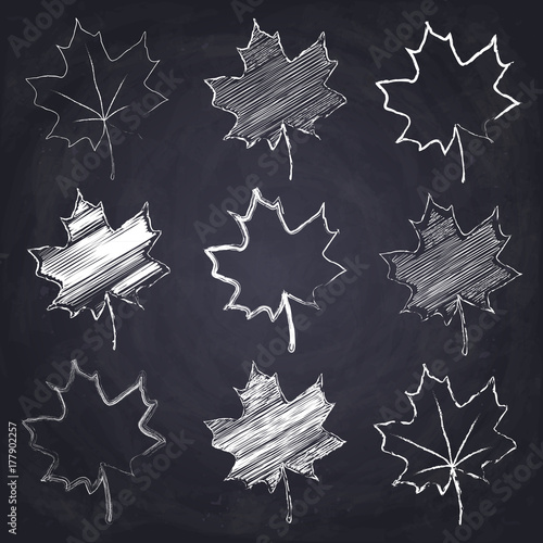 Chalk drawn maple leaf on chalkboard background.
