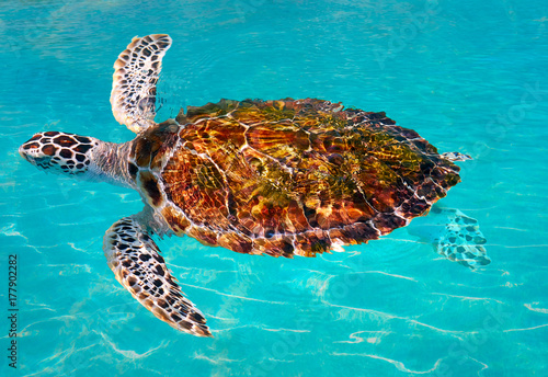 Turtles photomount in Caribbean water