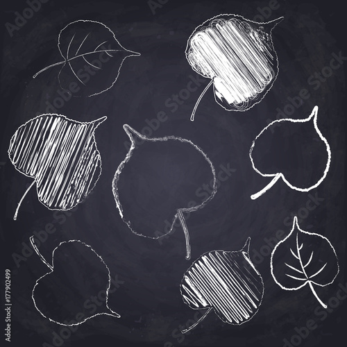 Chalk drawn poplar leaf on chalkboard background.