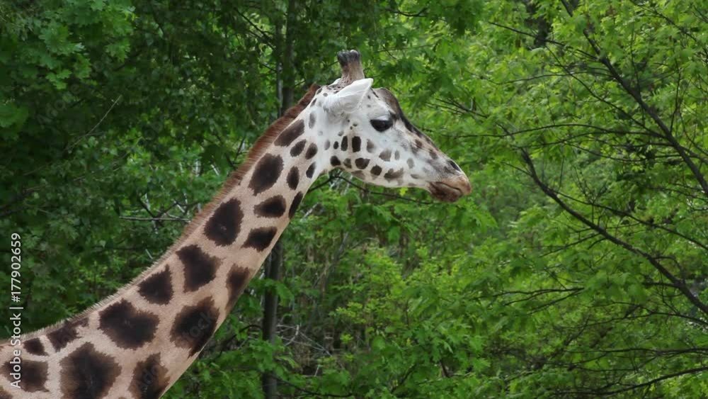 Chewing giraffe (Giraffa camelopardalis) Chewing giraffe (Giraffa camelopardalis)