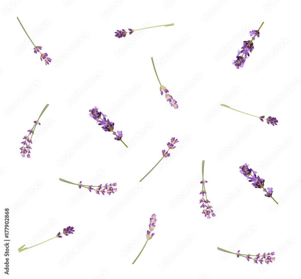 Obraz premium Lawenda kwiaty odizolowywający na białym tle, odgórny widok. Modny wzór kompozycji świec, delikatny romantyczny styl.