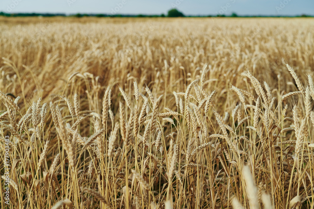 landscape of the field of rye in yellow colors landscape of the field of rye in yellow colors