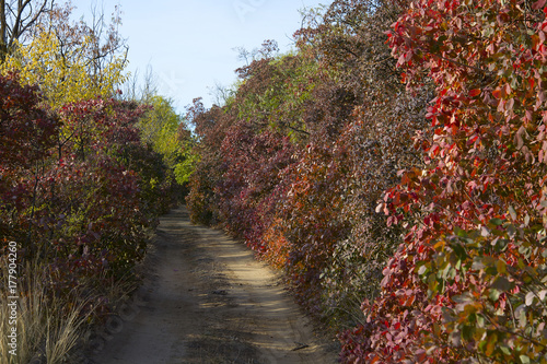 the dirt road along the red bushes