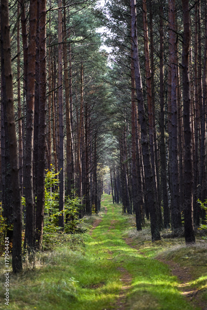 Fototapeta premium Aleja w lesie między drzewami z kolorowymi liśćmi na drzewach i na ziemi jesienią.